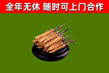 蕉岭烟酒回收冬虫夏草.jpg