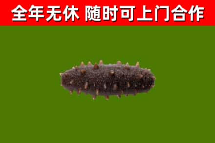 蕉岭烟酒回收干海参.jpg